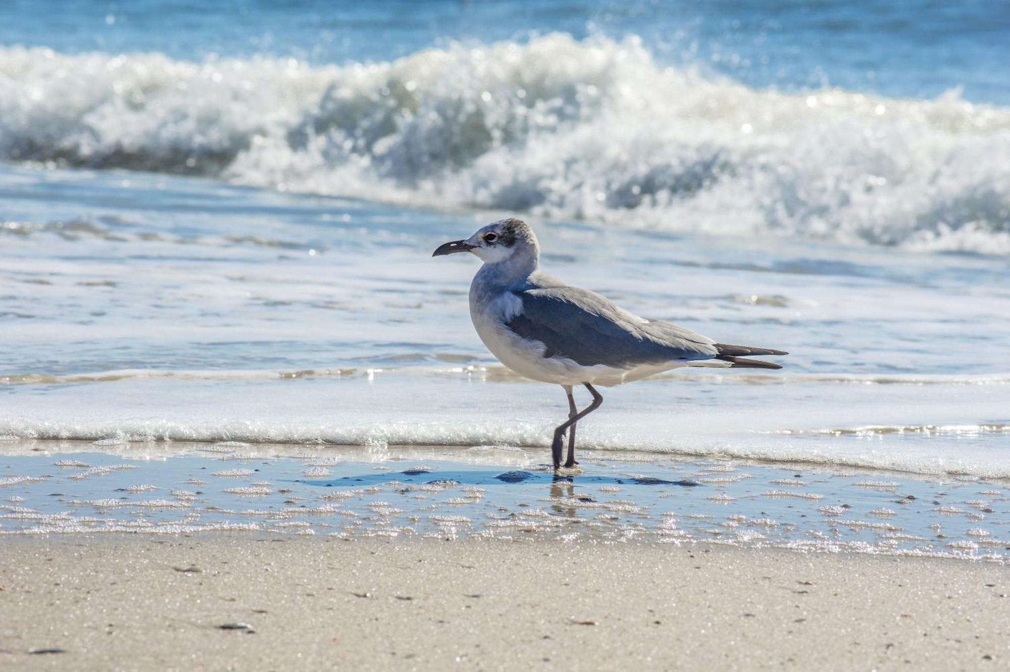 Direct Gulf Views With Deeded Beach Access Gulf Shores Zewnętrze zdjęcie